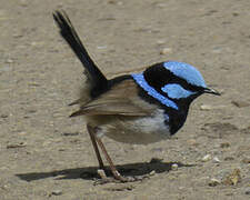 Superb Fairywren