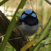 Superb Fairywren