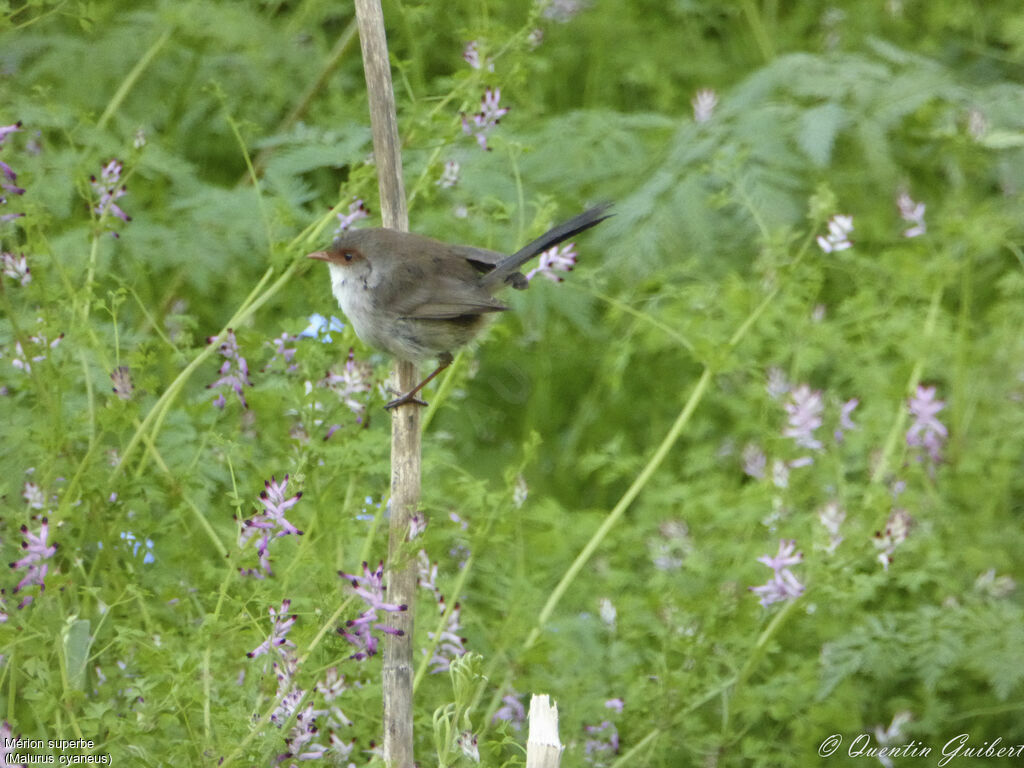 Superb Fairywren female