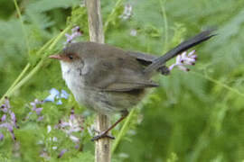 Superb Fairywren