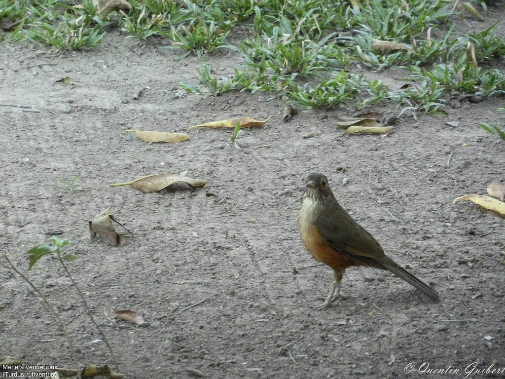 Rufous-bellied Thrush