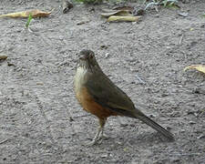 Rufous-bellied Thrush