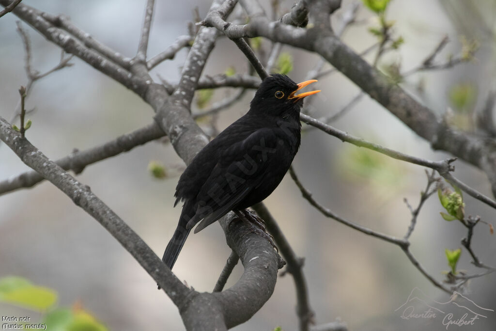 Merle noir mâle adulte nuptial, identification, chant