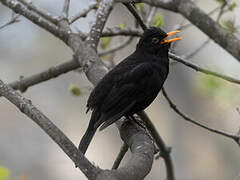 Common Blackbird