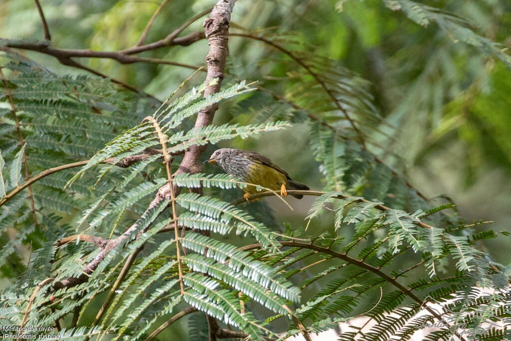 Mésangette rayée, identification