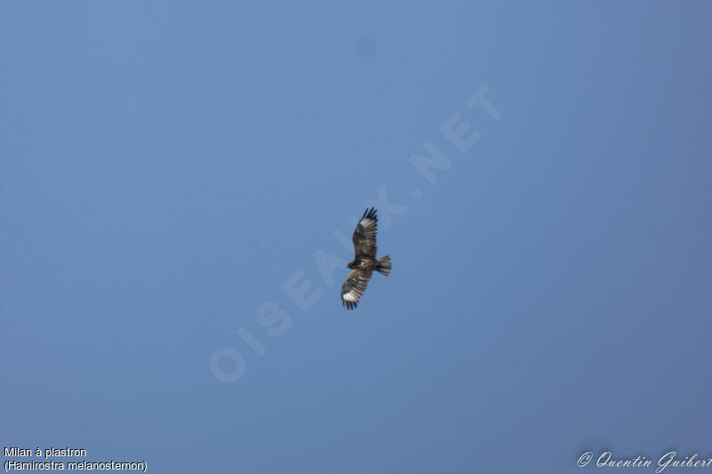 Black-breasted Buzzardadult, Flight