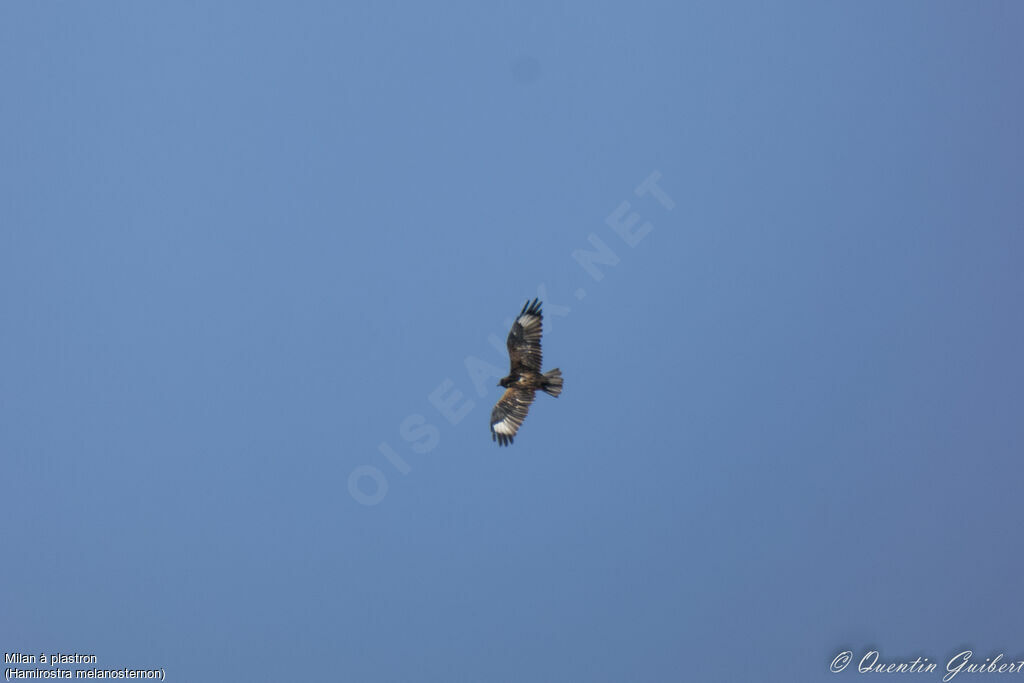 Black-breasted Buzzardadult, Flight