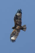 Black-breasted Buzzard