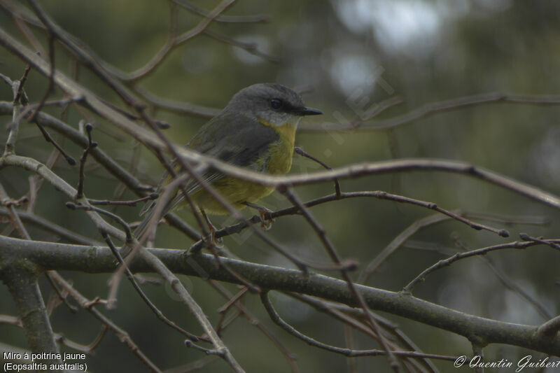 Eastern Yellow Robin, identification