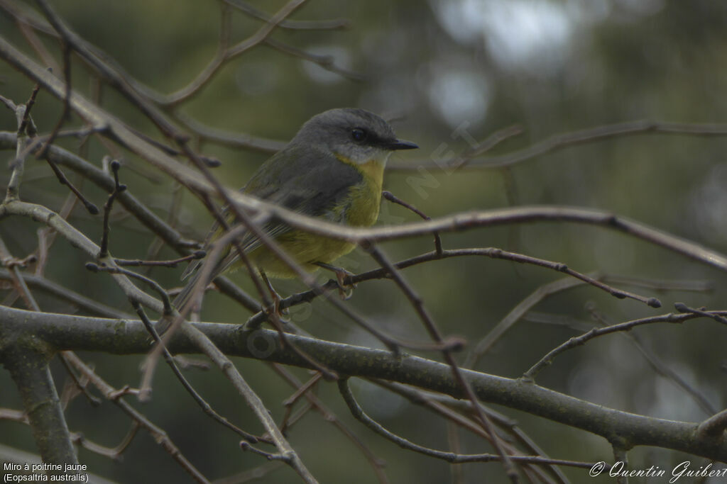 Eastern Yellow Robin, identification