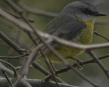 Eastern Yellow Robin