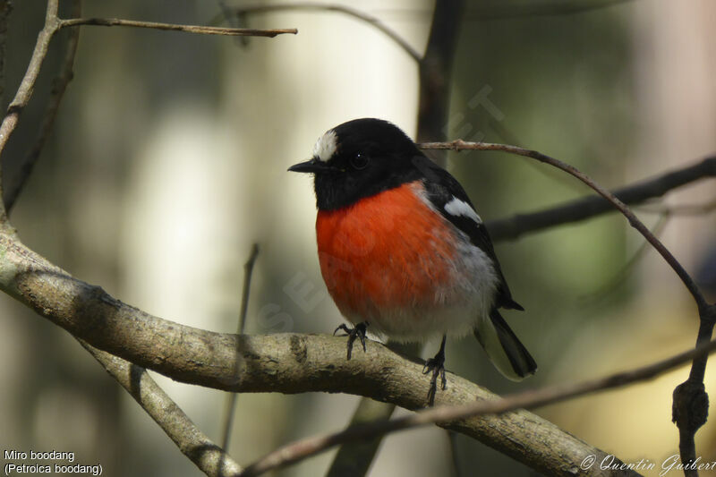 Scarlet Robin male adult breeding, identification, close-up portrait