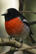 Scarlet Robin