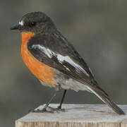 Flame Robin