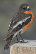 Flame Robin