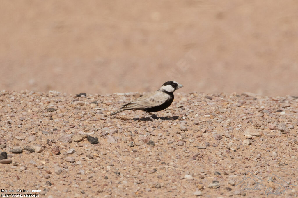 Moinelette à front blanc