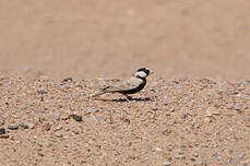 Moinelette à front blanc