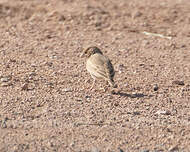 Moinelette à front blanc