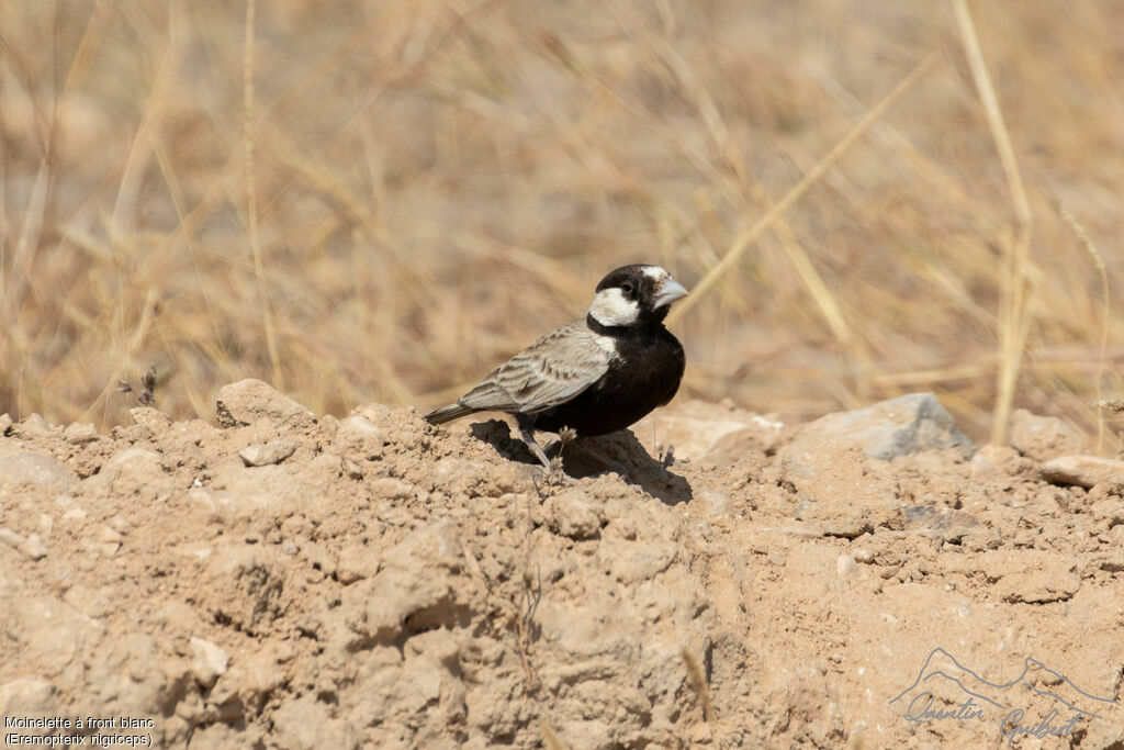 Moinelette à front blanc