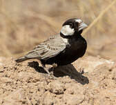 Moinelette à front blanc