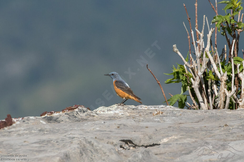 Common Rock Thrush male adult breeding, identification