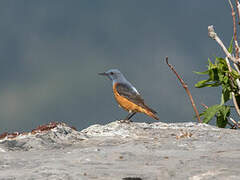 Common Rock Thrush