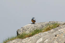 Common Rock Thrush