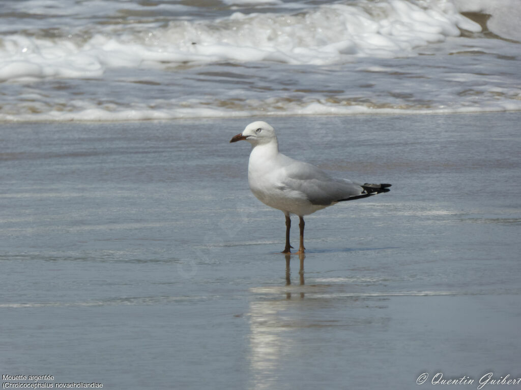 Mouette argentée