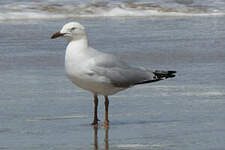 Mouette argentée