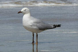 Silver Gull