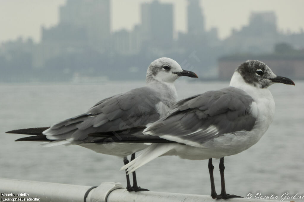 Mouette atricilleadulte