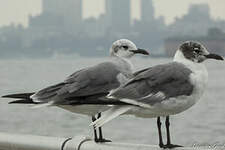 Mouette atricille