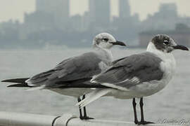 Laughing Gull