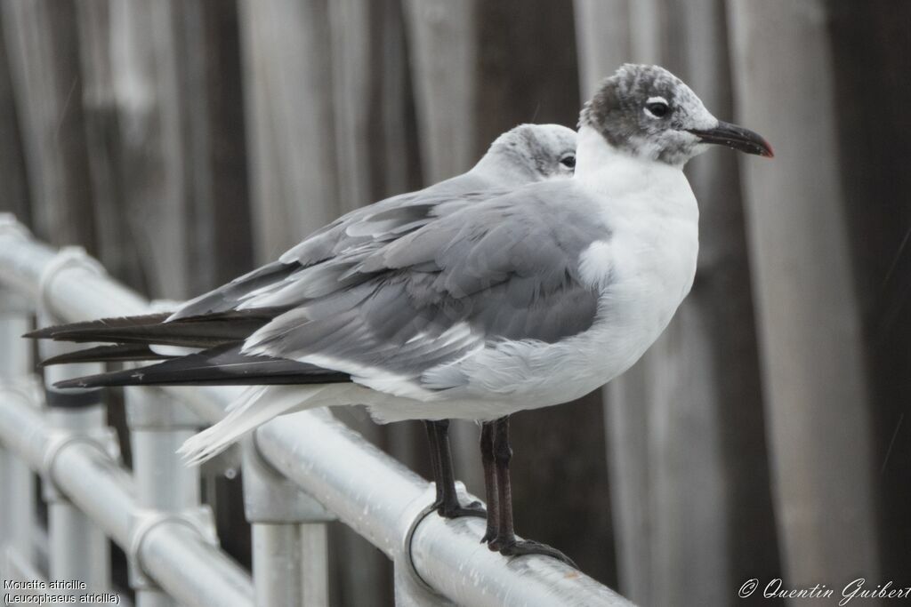 Mouette atricilleadulte transition, identification