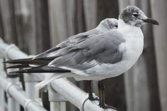 Mouette atricille