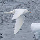 Mouette blanche