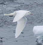 Mouette blanche