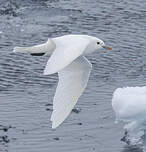 Mouette blanche