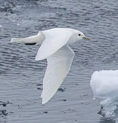 Mouette blanche