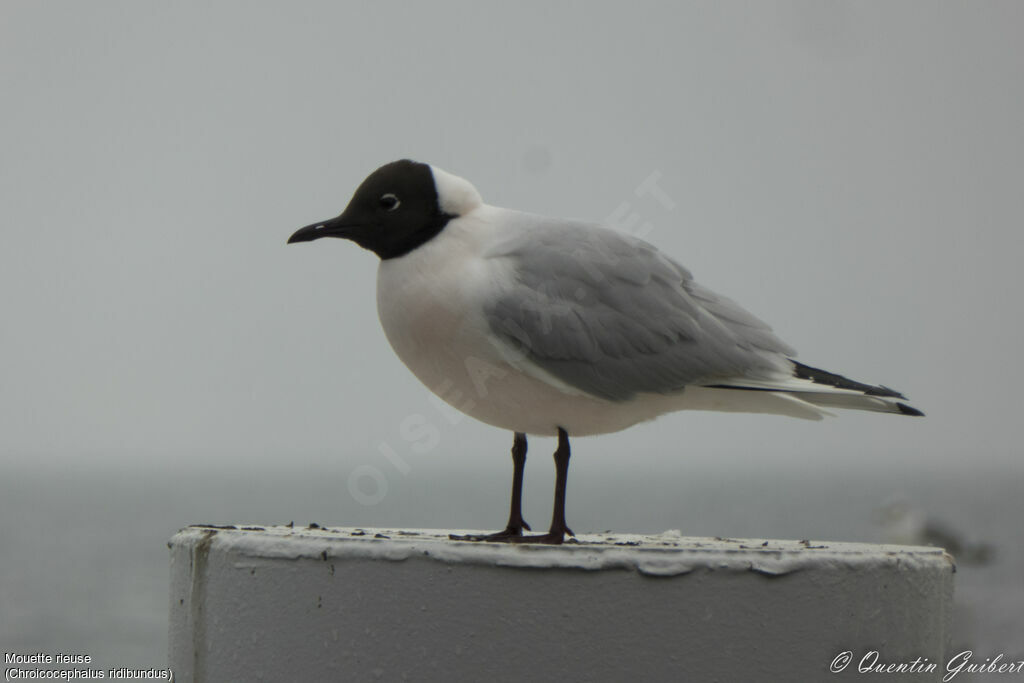 Black-headed Gulladult breeding, identification