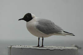 Black-headed Gull