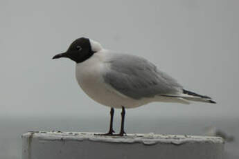 Mouette rieuse