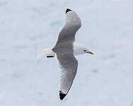 Mouette tridactyle