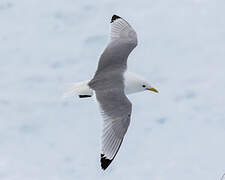 Mouette tridactyle