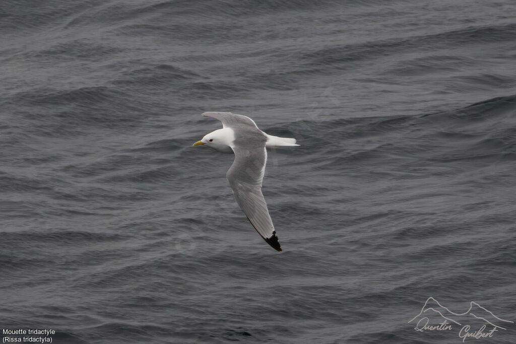 Mouette tridactyle