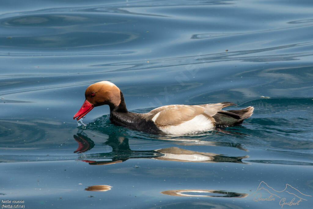 Red-crested Pochardadult breeding, identification