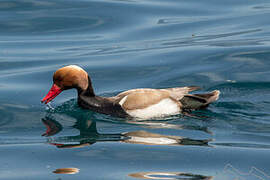 Red-crested Pochard