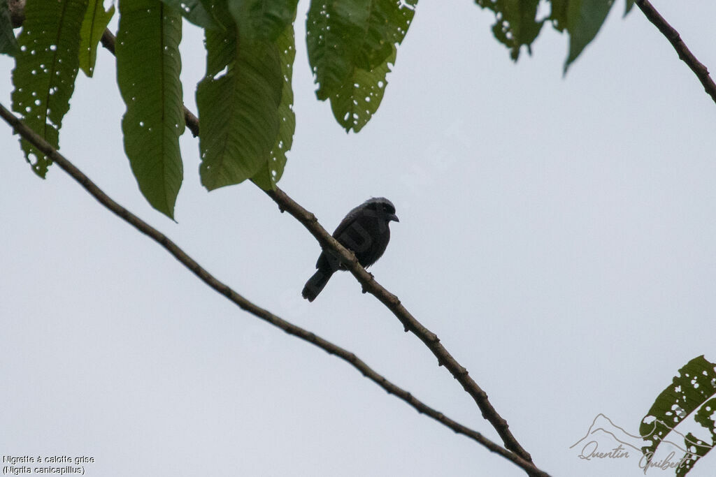 Grey-headed Nigritaadult breeding, identification