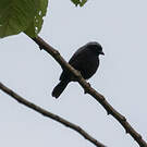 Nigrette à calotte grise
