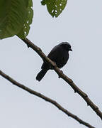 Grey-headed Nigrita